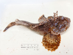 Hemitripterus americanus