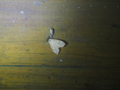 Barsine fuscozonata