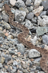 Pituophis catenifer deserticola