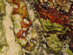 Coryphoblennius galerita