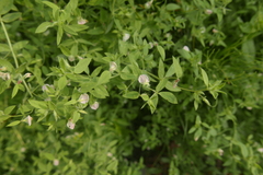 Acmispon americanus