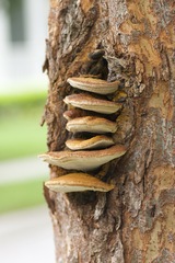 Fuscoporia gilva