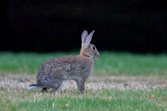 Oryctolagus cuniculus