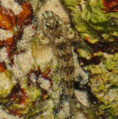 Coryphoblennius galerita