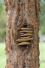 Fuscoporia gilva