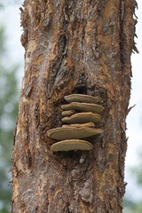 Fuscoporia gilva