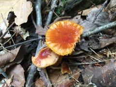 Gliophorus psittacinus