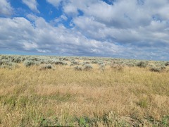 Artemisia tridentata
