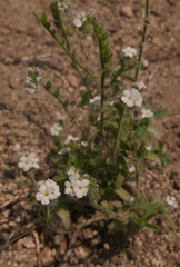 Cryptantha
