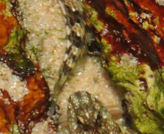 Coryphoblennius galerita