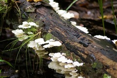 Favolus brasiliensis