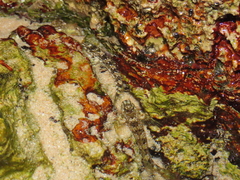 Coryphoblennius galerita