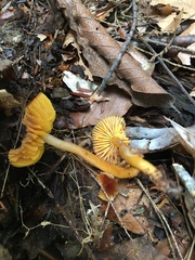 Gliophorus psittacinus