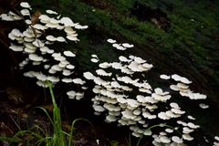 Favolus brasiliensis