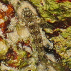 Coryphoblennius galerita