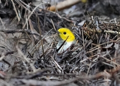 Setophaga occidentalis