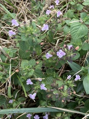 Clinopodium menthifolium ascendens