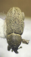 Curculionidae