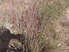 Willdenowia incurvata