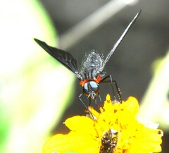 Cyananthrax cyanopterus