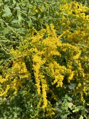 Solidago