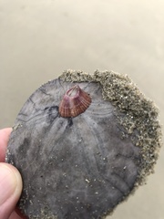 Paraconcavus pacificus