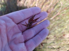 Willdenowia incurvata