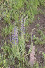 Lobelia fenestralis