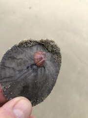 Paraconcavus pacificus