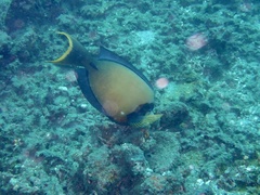 Acanthurus pyroferus