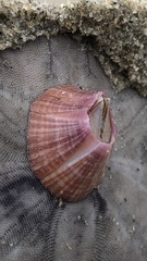 Paraconcavus pacificus