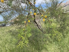 Vachellia constricta