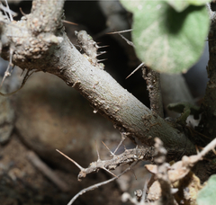 Solanum houstonii
