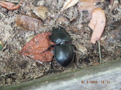 Pasimachus sublaevis