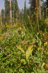 Rudbeckia californica