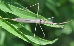 Ranatra quadridentata