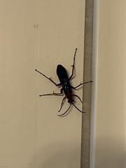 Tachypompilus ferrugineus