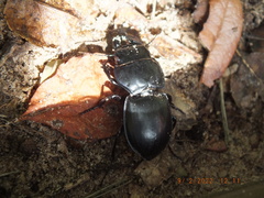 Pasimachus sublaevis