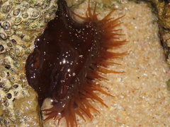 Actinia equina
