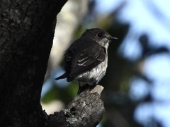 Muscicapa griseisticta