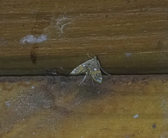 Paracymoriza cataclystalis