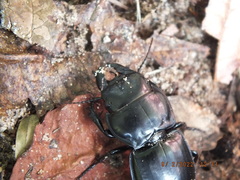 Pasimachus sublaevis