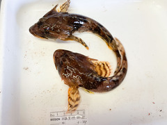 Myoxocephalus octodecemspinosus