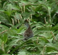 Porphyrio flavirostris