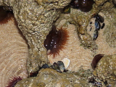 Actinia equina