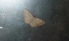 Racotis boarmiaria