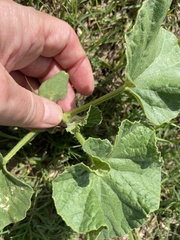 Cucumis melo