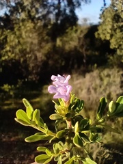 Clinopodium chilense