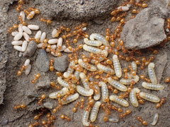 Acanthomyops