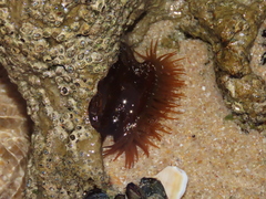 Actinia equina